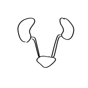 직접 그린 인체 기관 신장