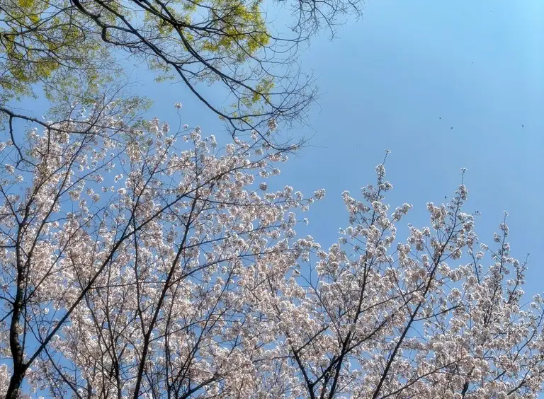 2026 벚꽃 개화시기 가이드