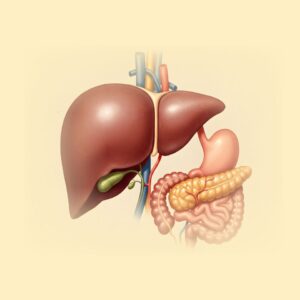 간과 장기들이 생생히 보이는 그림