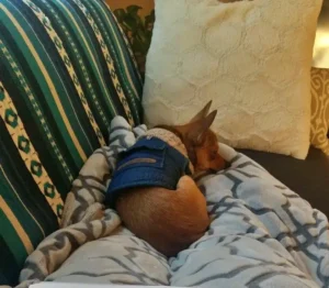 강아지 딸기 먹어도 되나 양배추 급여량 주의사항 비타민C 식이섬유 2026 반려견 간식 woolim 직접 찍은 자고있는 강아지 사진